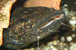 Cephalosilurus apurensis