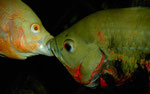 Maulzerren eines Astronotus ocellatus - Paares (Weibchen links)