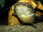 Hungriger Cephalosilurus fowleri, der schon die Fütterung erwartet.