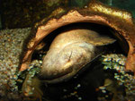 Cephalosilurus fowleri