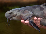 Schwarzer Dornwels (Pseudodoras niger).