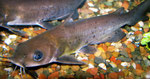 Ictalurus punctatus (Getüpfelter Gabelwels)
