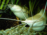 Clarias batrachus