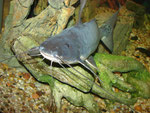 Calophysus macropterus