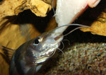 Pimelodus ornatus bei der Fütterung von Hand.