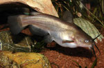 Brauner Katzenwels (Ameiurus nebulosus)
