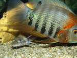 Pimelodus ornatus & Heros efasciatus spec. "Rotkeil"
