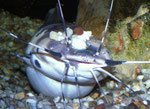 Froschwels: als "ungewöhnliches Aquarienfoto" in Datz 6/2007 veröffentlicht