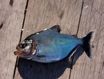 Am oberen Rio Negro ist hauptsächlich der Grüne Piranha (Serrasalmus brandtii) zu finden.