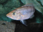 Petenia splendida