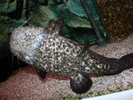 Cephalosilurus apurensis