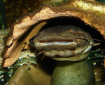 Cephalosilurus fowleri