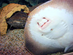 Potamotrygon hystrix - im Hintergrund Cephalosilurus apurensis