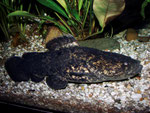 Cephalosilurus nigricaudus (subadult)