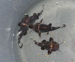 Batrochoglanis raninus (Frosch-Fettwels)