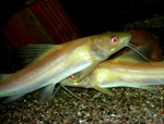 Hemibagrus nemurus: Variante "Yellow Mystus"