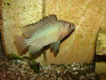 Tilapia spec.: dominantes Männchen