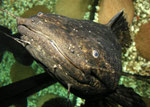 Cephalosilurus nigricaudus