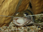 Pimelodus ornatus