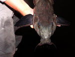 Schwarzer Dornwels (Pseudodoras niger).