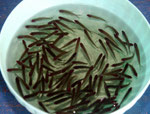 Blehers Rotkopfsalmler (Hemigrammus bleheri).