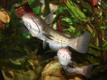 Ameiurus nebulosus: Die beiden Racker stürmen Richtung Wasseroberfläche.