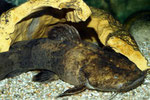35 cm langer Cephalosilurus fowleri mit typisch rostbrauner Färbung