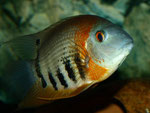 Heros efasciatus spec. "Rotkeil"