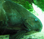 Pseudodoras niger: Mehrere Schwarze Dornwelse von über 100 cm leben in einem gigantischen Becken in der California Academy of Sciences in San Francisco.