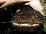 Cephalosilurus nigricaudus