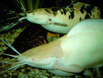 Walking Catfish