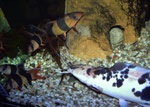 Clarias batrachus und Chromobotia macracanthus