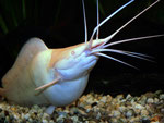 Clarias batrachus: Bauchumfang des Froschwelsweibchens vor dem Ablaichen