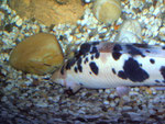 Clarias batrachus (Walking Catfish, Wanderwels)