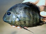 Cichlide.