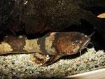 Pseudopimelodus bufonius