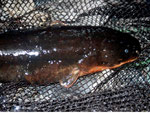 Zitteraal (Electrophorus electricus).