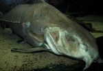 Pseudodoras niger (Schwarzer Dornwels)