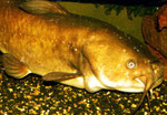 Ameiurus nebulosus adult