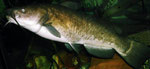 Ameiurus nebulosus: Katzenwelse neigen bei langjähriger Aquarienhaltung zur Verfettung, daher ist Zurückhaltung bei der Fütterung geboten!