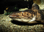 Cephalosilurus fowleri
