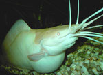 Clarias batrachus