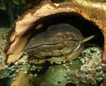Cephalosilurus fowleri