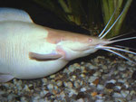 Walking Catfish - Weibchen unmittelbar nach dem Ablaichen