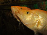 Bay Snook