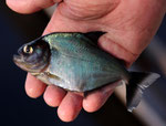 Der Grüne Piranha (Serrasalmus brandtii) wird bis 25 Zentimeter groß.