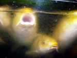 Kaum vorstellbar, dass diese schönen Fische im Kochtopf landen.