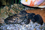Cephalosilurus apurensis zusammen mit Astronotus ocellatus