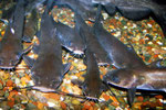 Ictalurus punctatus (Getüpfelter Gabelwels)