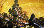 Megalechis picta: Kaum ein anderer Wels ist als Jungtier - hier 5 cm - so verfressen wie der Gemalte Schwielenwels.